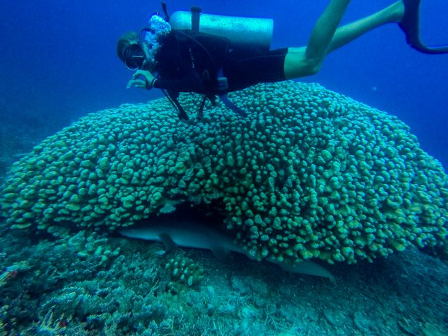 Mat und der Nurseshark unter dem Korallen-Bommie
