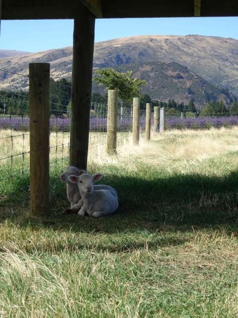 Lambs at the lavender farm in Wanaka