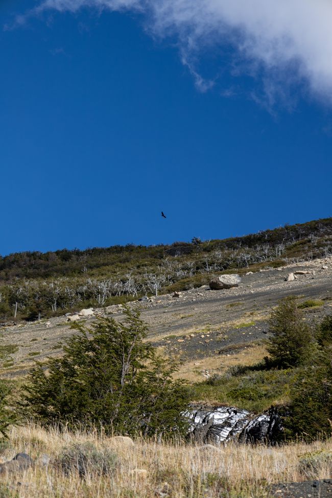 Auf dem Rückweg auf einmal strahlend blauer Himmel, gespickt mit dem ein oder anderen Kondor