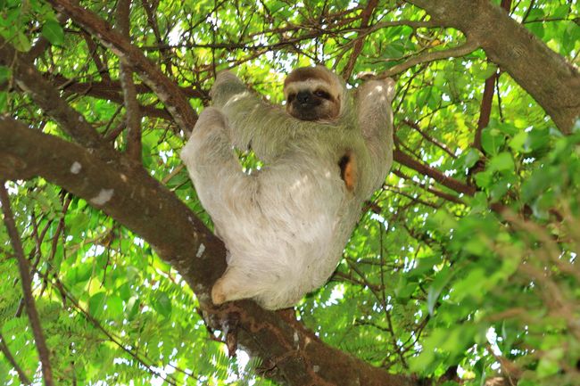 The Sloth Institute at the Tulemar Resort