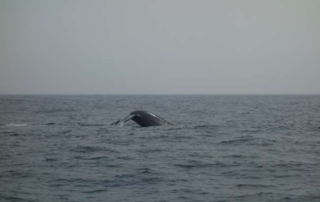 Blue whale!