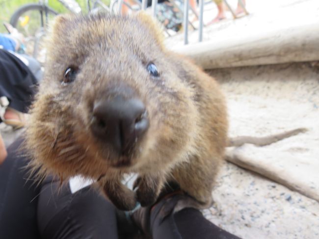 Melbourne/Adelaide with Trutz; and then the Quokkas