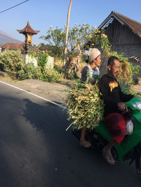 👍 Harvest is also transported, even on scooters 😊