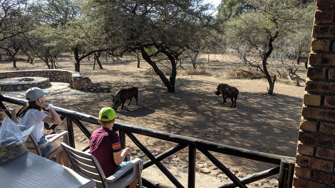 Day 16: Rest day in Marloth Park with 'Pumba' & Co