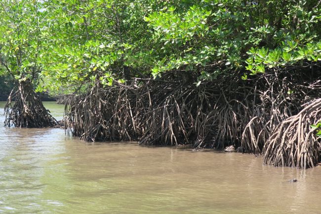 Mangroven könnne direkt am und im Meer wachsen indem sie das Salz aus dem Meerwasser filtern.