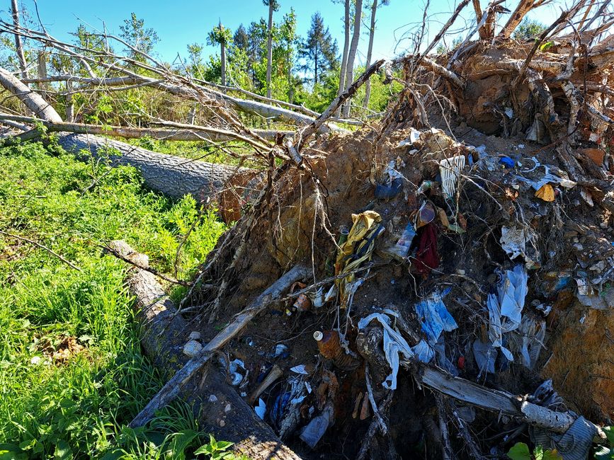 Hier ist vor etwa 30 Jahren ein Baum auf einer Müllkippe gewachsen. Beim letzten Sturm ist er umgefallen, der Müll klebt noch gut erhalten an seinen Wurzeln...