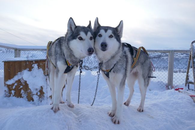 挪威第 1 部分：雪橇犬和北極光