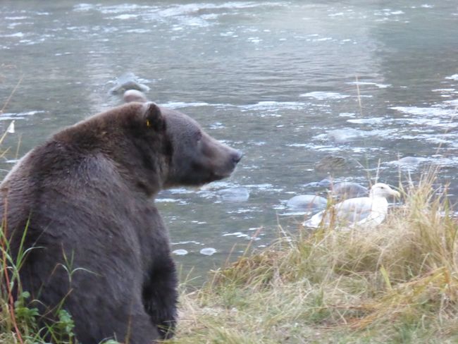 Haines: Bären am Chilkoot Lake