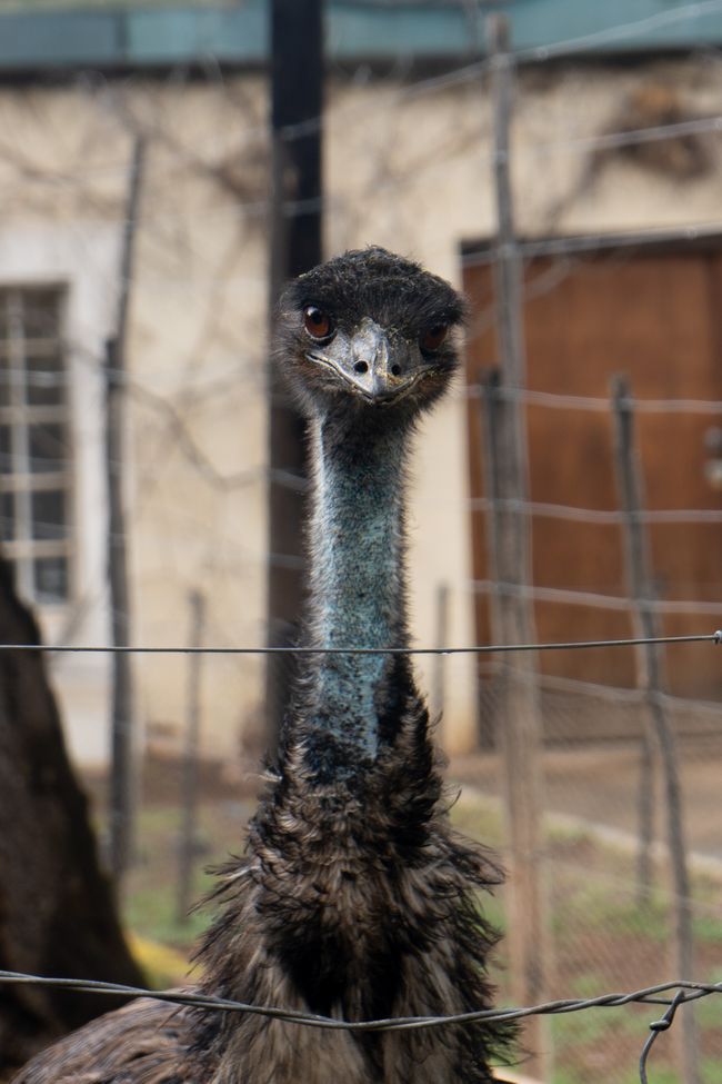 Emu, kein Strauß!