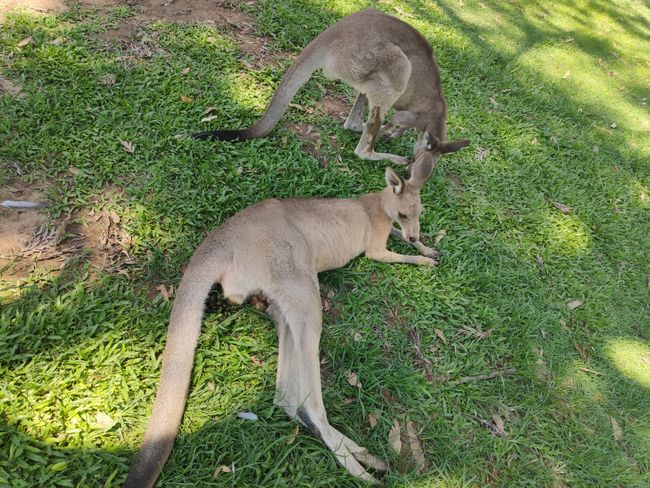 Amazing snorkeling, kangaroos and koalas