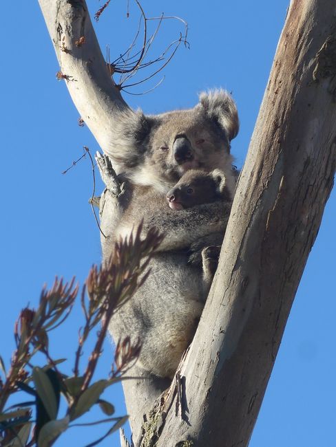 Wilson Promontory Nationalpark und Koalas (Australien Teil 23)