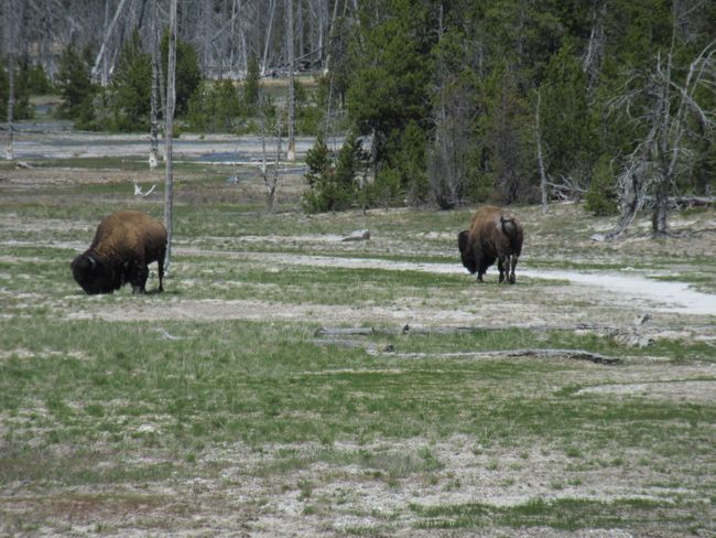 Bären und Yellowstone