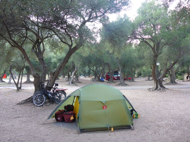 Peljesac Peninsula, camping among olive trees
