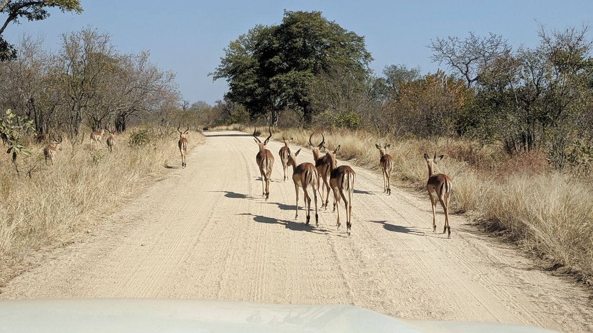 Dag 17: Vi udforsker det sydlige Kruger NP