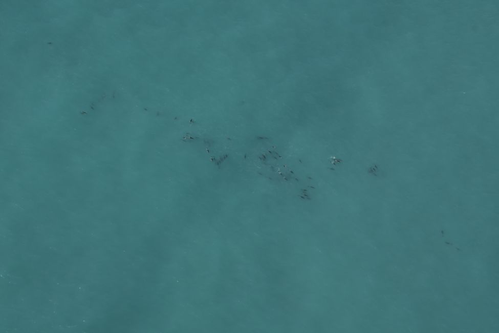 Kaikoura - Delfine, aus der Luft gesehen