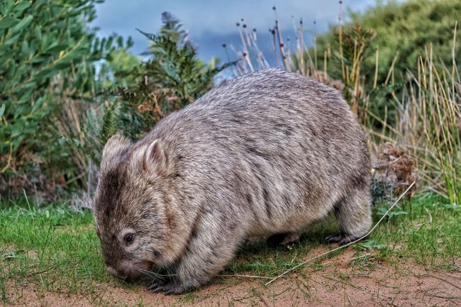 Das süßeste Tier Australiens: Wombat