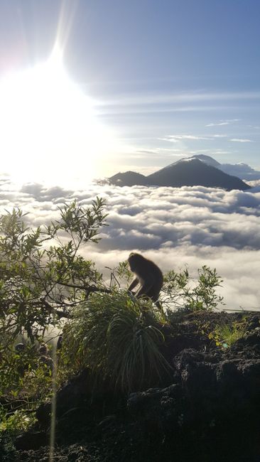 Affen am Mount Batur