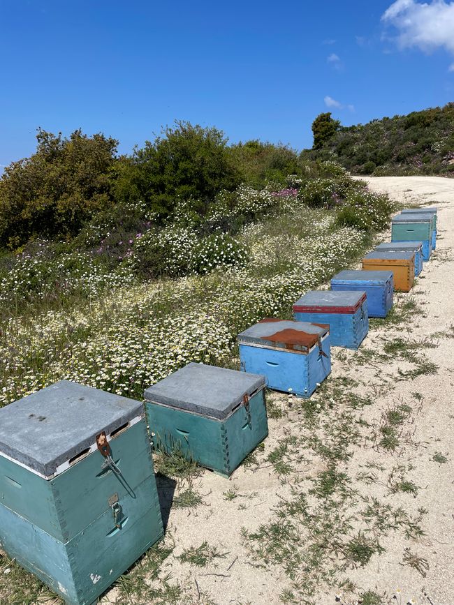 Beehives are very frequently seen along the way