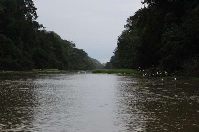 Amazonas-Fluss