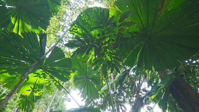 Daintree Rainforest - Tag1+2, Walks and Beaches, Port Douglas