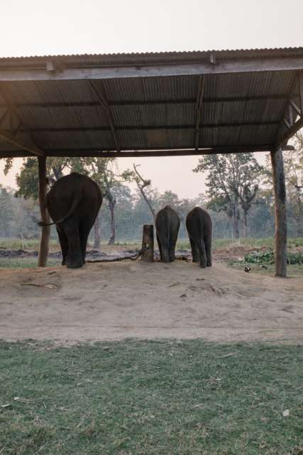 Elefant-Breeding-Centre