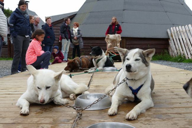 Norway with Hurtigruten // Day 6 // Huskies on the sled
