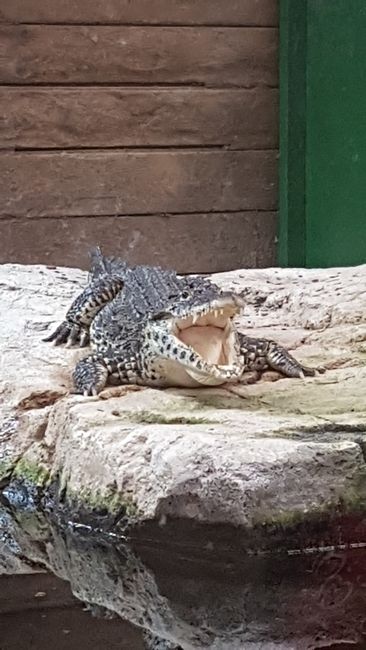 Crocodiles of the World