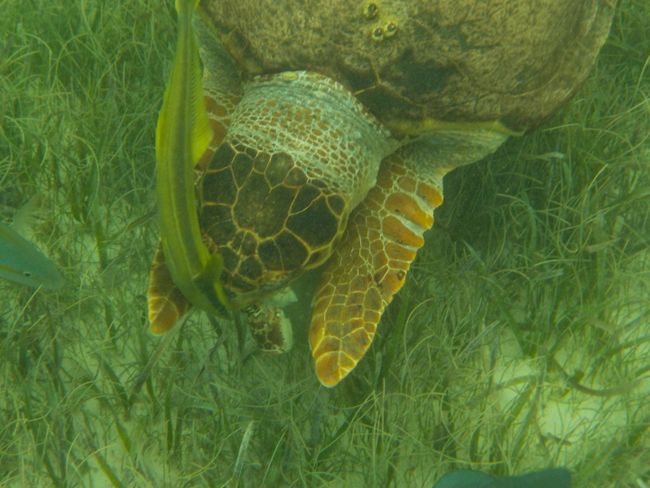Turtlehadfish 