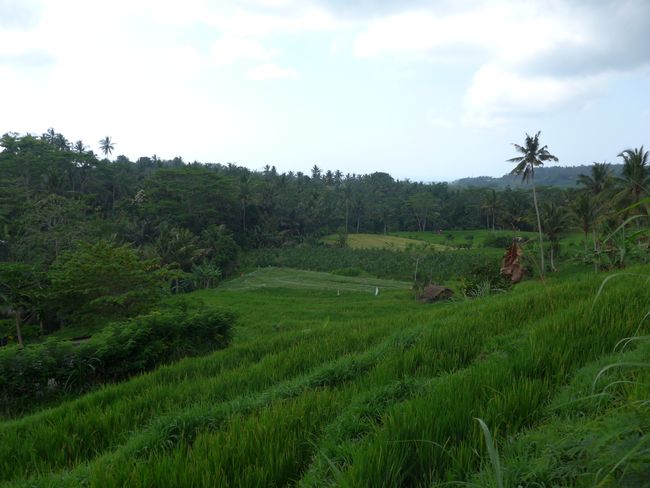 Reisfeldwanderung, Fledermaustempel und Gerichtshalle (Bali Teil 8)