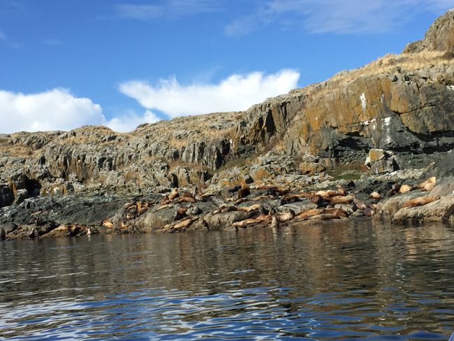 Seelöwen auf Mitlenatch Island
