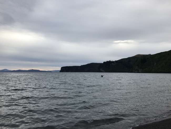 Lake Taupo - Der Angelprofi