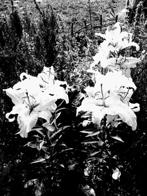 Lilies in Crane Land