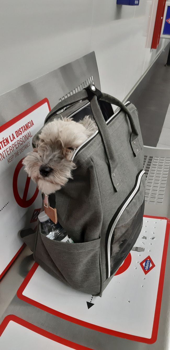 Metro only allowed with a bag or muzzle!