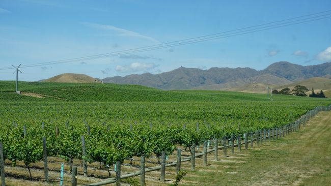 One of the many wineries near Blenheim