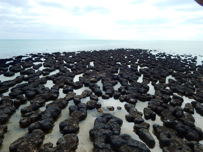 Stromalites - living fossils