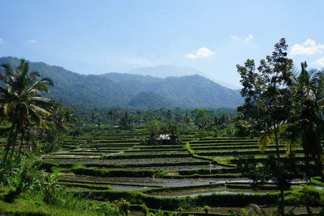 Reisfelder vor dem Mount Agun