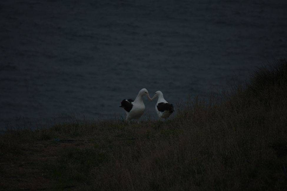 Otago Peninsula - Royal Albatrosses