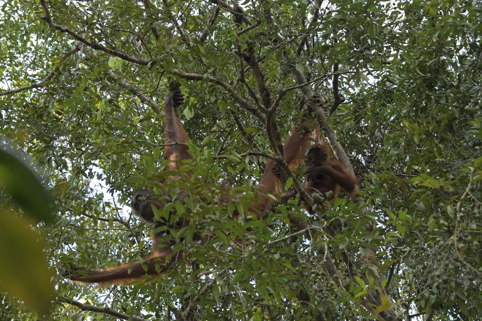 Orangutans at the first ranger station