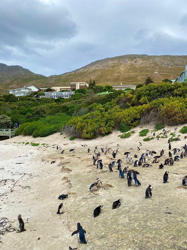 After that, we visited the penguins in a small national park at Boulders Beach. It was very windy and cold, but the penguins love it. :)