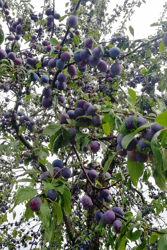 So many plums, the trees looked more purple than green! 