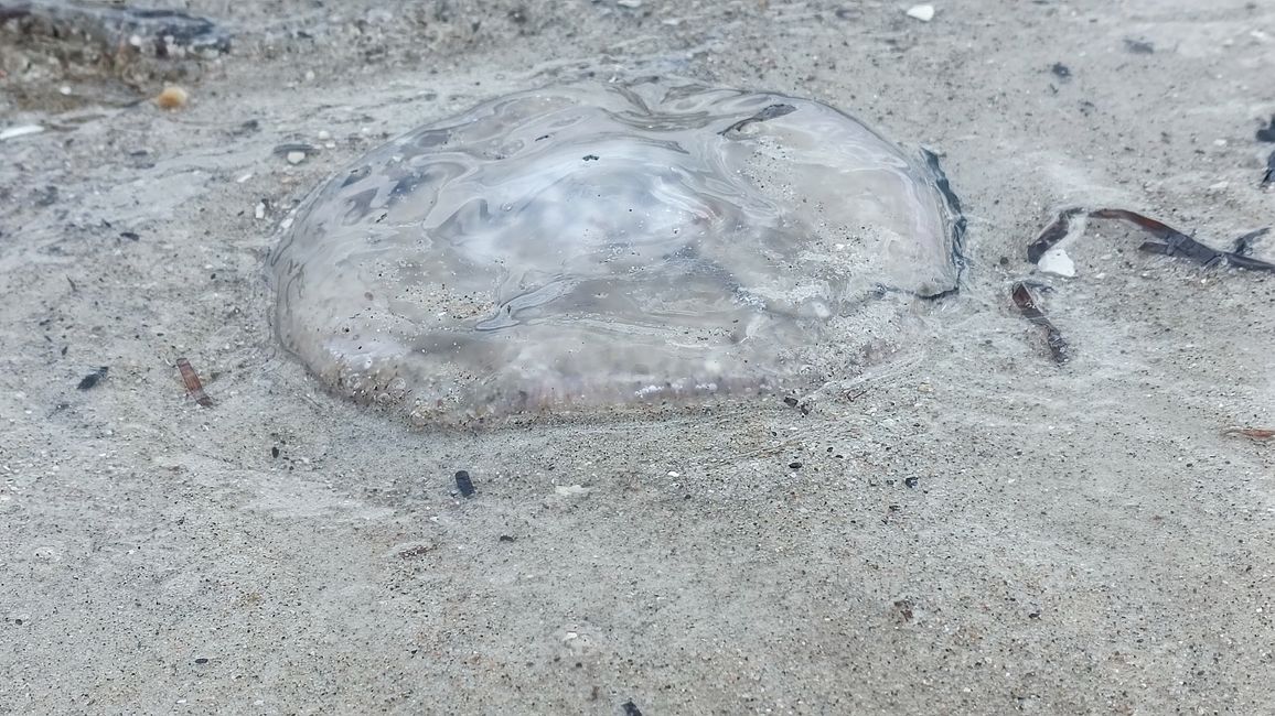 Jellyfish on the beach at Eckernförde