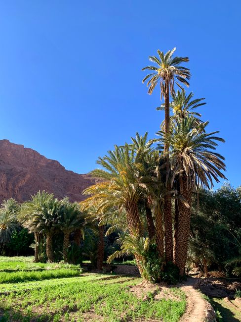 Palms World and Todra Gorge