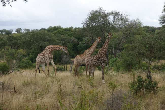 Day 29 Kruger National Park