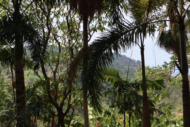 Jungle at Karon View Point.