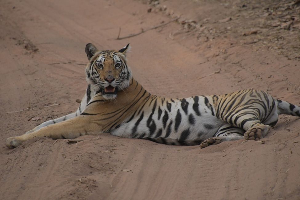 India - Madhya Pradesh - Bandhavgarh NP - Tiger #2