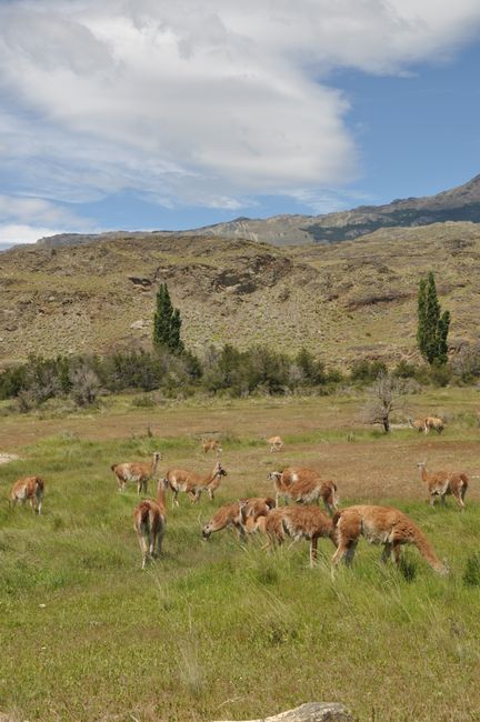 At the pass, there are guanacos