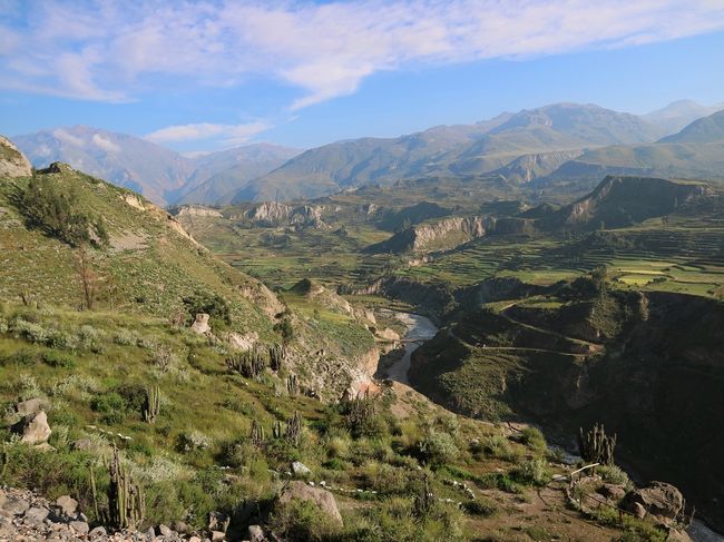 Inca terraces in the Colca Canyon