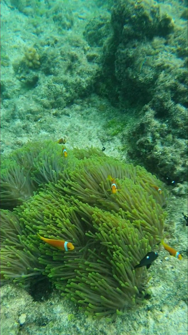 Maldivae dies 5 - Lousy snorkel trinus et magna domus scopulum