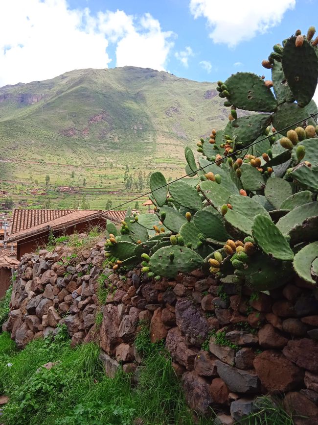 Atypical for the Inca, terraced agriculture