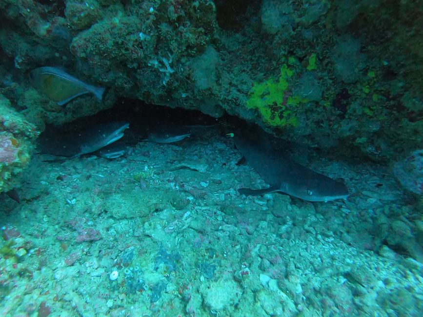 Vier junge Weisspitzenriffhaie